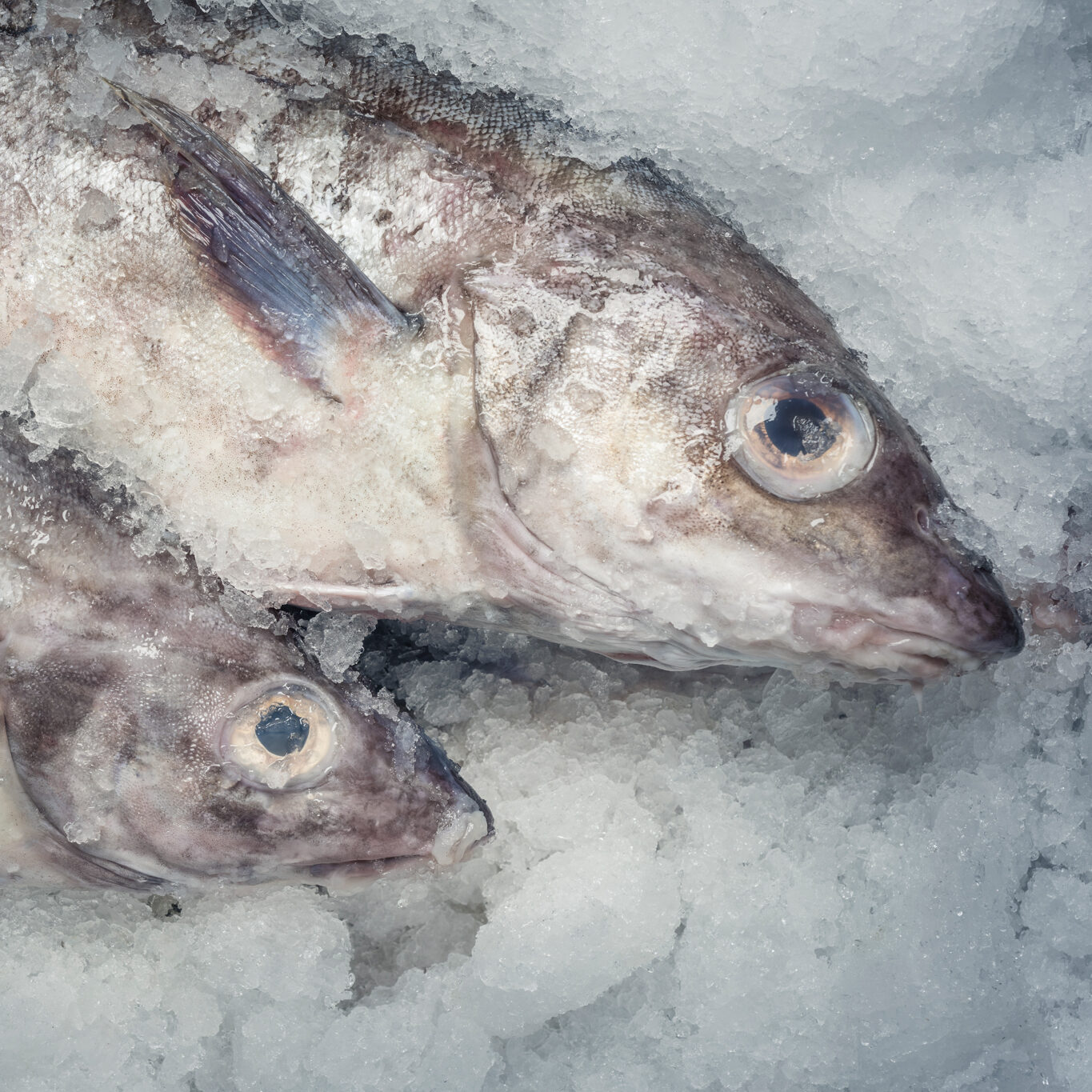 A large and a small haddock on a bed of ice.