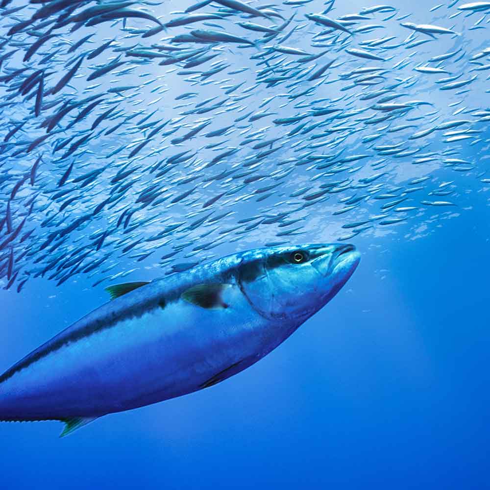 Large tuna underwater surrounded by small school of fish.