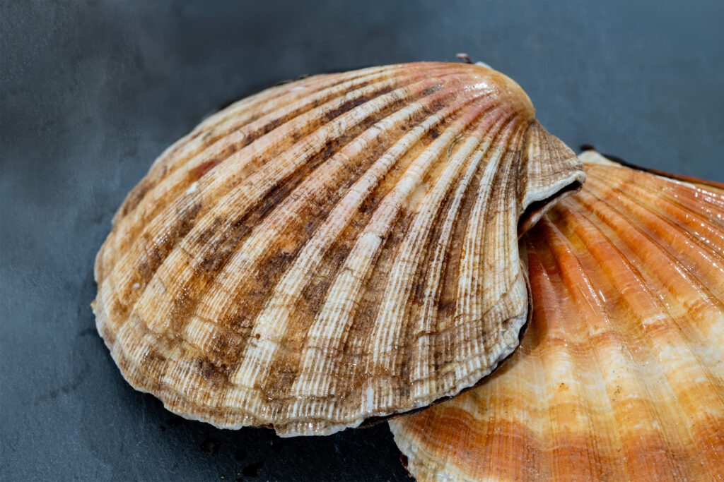 Two closed scallop shells on a blueish grey table.