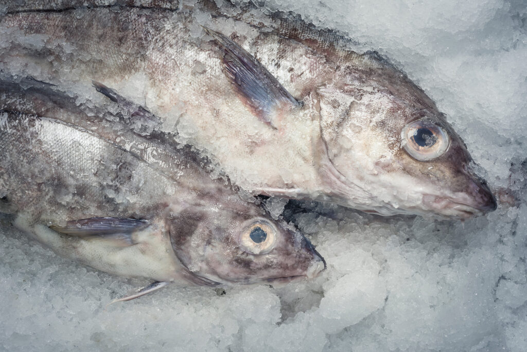 A large and a small haddock on a bed of ice.