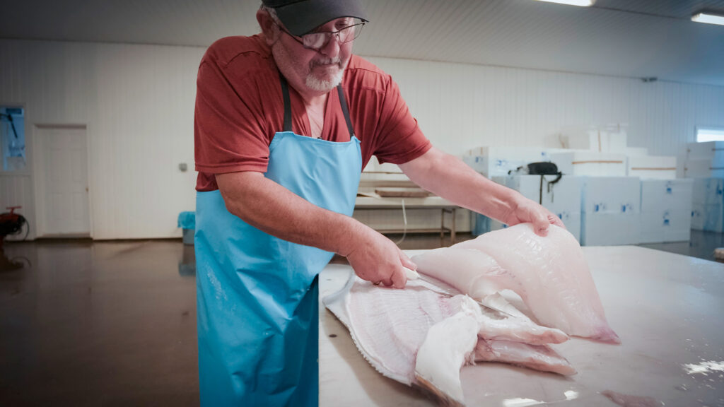 A man wearing a blue apron cutting halibut fillets in a processing facility.