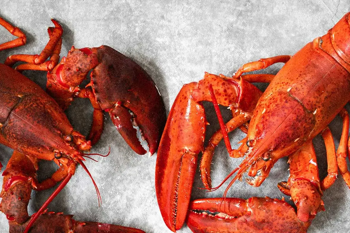 Two bright red lobster sitting on a grey table.