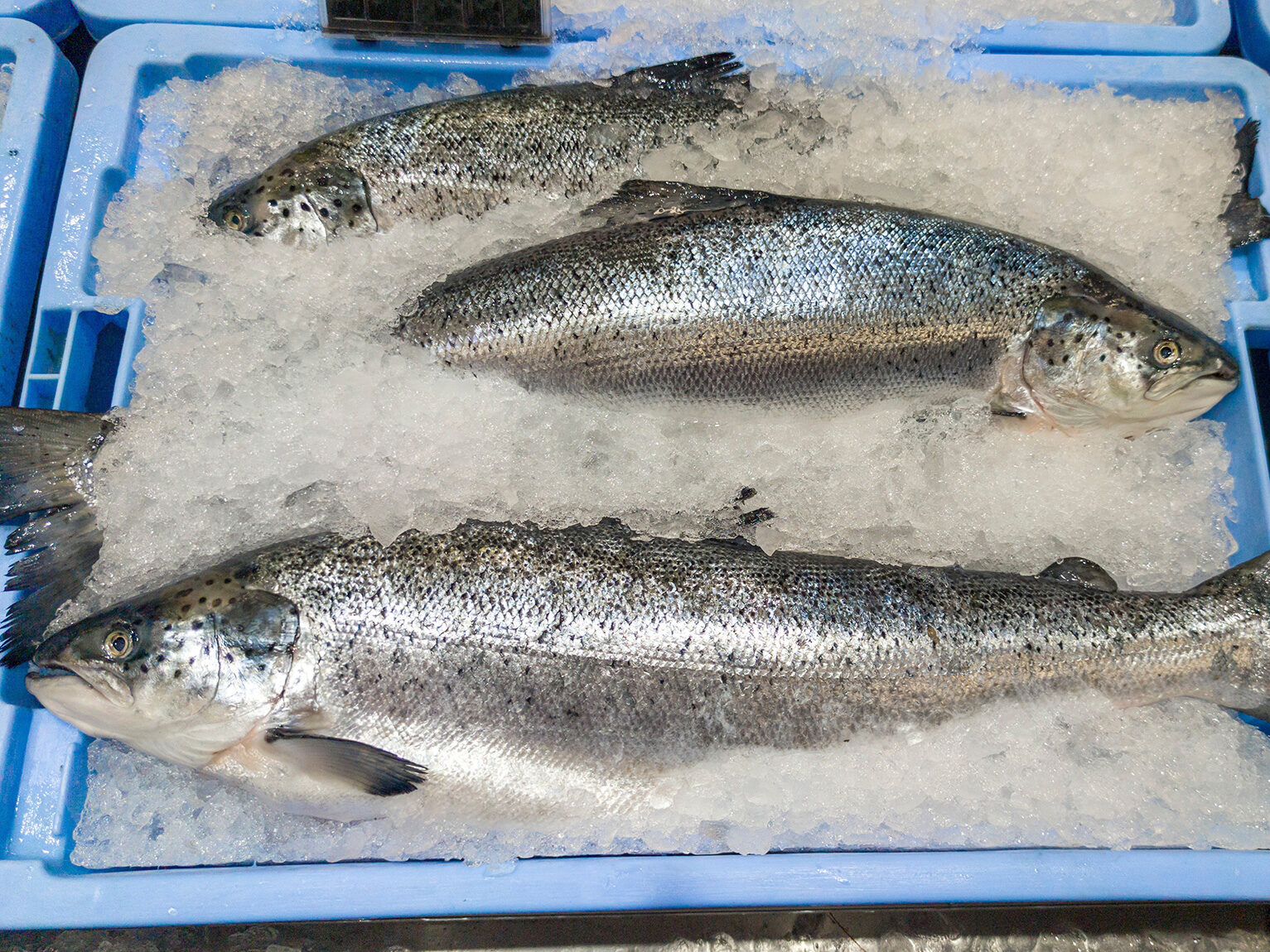 Three salmon in a tray full of ice.