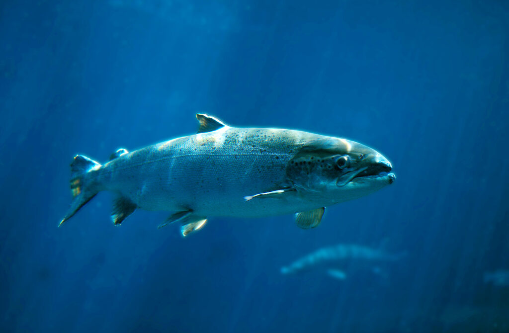 A salmon swimming underwater.