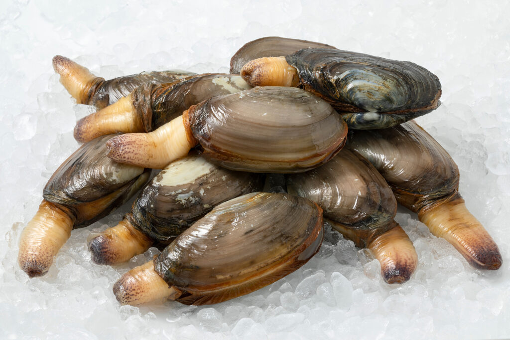 Soft shell clams on a bed of ice.