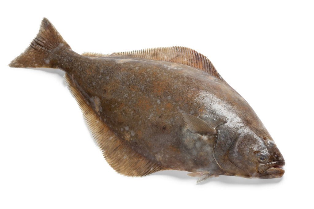 A whole halibut on a while background.