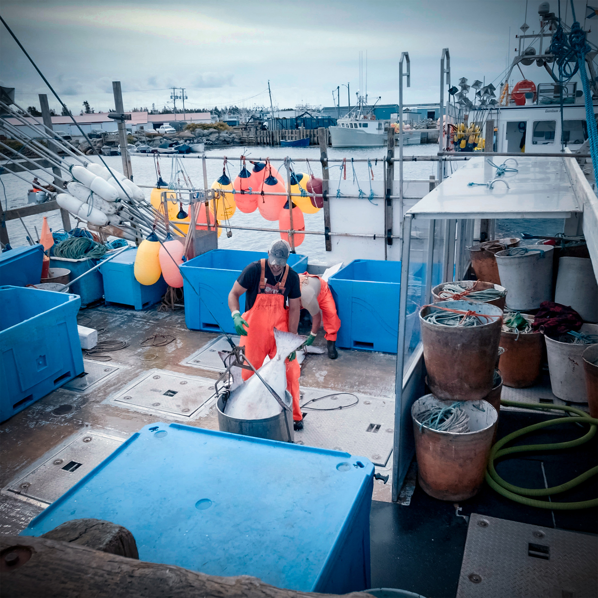 Two fishermen on boat deck loading large fish into container